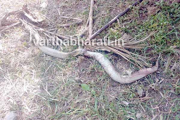 ಕೊಳಕು ಮಂಡಲ ನುಂಗಿದ ನಾಗರಹಾವು